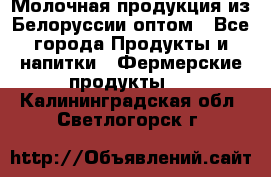 Молочная продукция из Белоруссии оптом - Все города Продукты и напитки » Фермерские продукты   . Калининградская обл.,Светлогорск г.